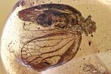 Superb Fossil Planthopper (Fulgoroidea) In Baltic Amber #307220-1